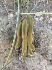 Mucuna pruriens