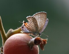 Luthrodes pandava