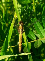 Erythrodiplax connata