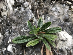 Aegonychon zollingeri