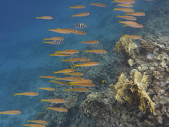 Mulloidichthys vanicolensis