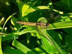 Erythrodiplax connata