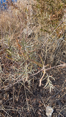 Salix exigua