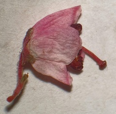 Erica bicolor