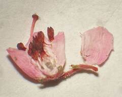 Erica bicolor