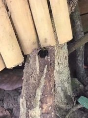 Xylocopa ghilianii