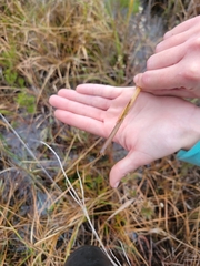 Leptysma marginicollis