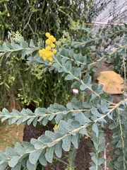 Acacia cultriformis