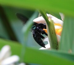Xylocopa latipes