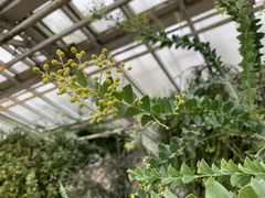 Acacia cultriformis