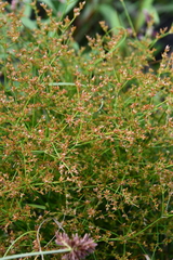 Juncus papillosus