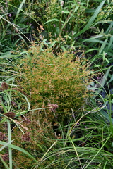 Juncus papillosus