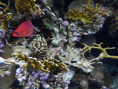 Sargocentron caudimaculatum