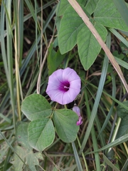 Ipomoea triloba