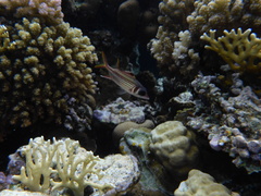 Neoniphon sammara