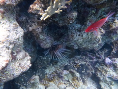 Pterois cincta