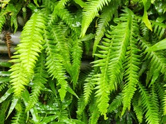 Phegopteris decursive-pinnata
