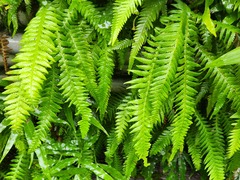 Phegopteris decursive-pinnata