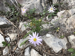 Aster hispidus