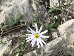 Aster hispidus