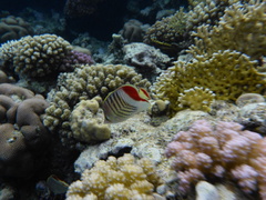 Chaetodon paucifasciatus