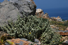 Pseudodictamnus mediterraneus