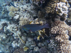 Monotaxis grandoculis