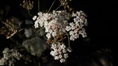 Trocdaris verticillatum