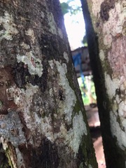 Myrmhopla
