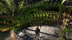 Trocdaris verticillatum