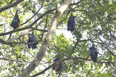 Pteropus conspicillatus