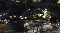 Trocdaris verticillatum