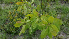 Terminalia brachystemma