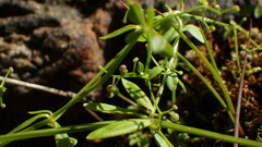 Galium palustre