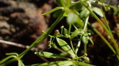Galium palustre