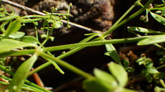 Galium palustre