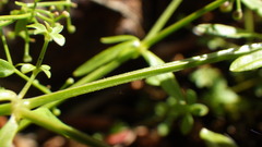 Galium palustre