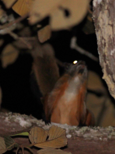 Indian Giant Flying Squirrel