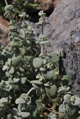 Pseudodictamnus mediterraneus