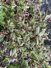 Berberis tarokoensis