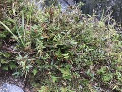 Berberis tarokoensis