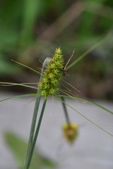 Carex neurocarpa