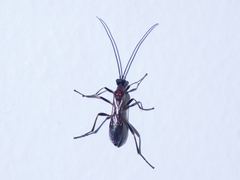 Braconidae
