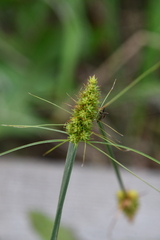 Carex neurocarpa