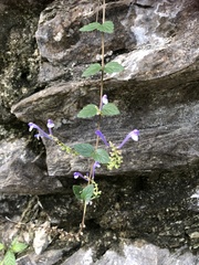 Scutellaria tashiroi
