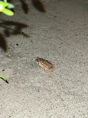 Anaxyrus americanus