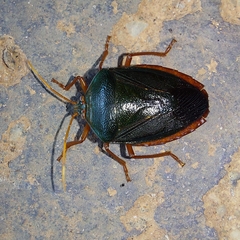 Edessa rufomarginata