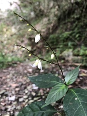 Codonacanthus pauciflorus