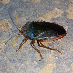 Edessa rufomarginata