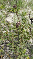 Protea